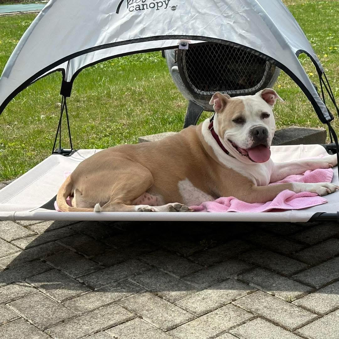 Chunky Monkey, a Adoptable mixed breed in Medford, NY image 3/6