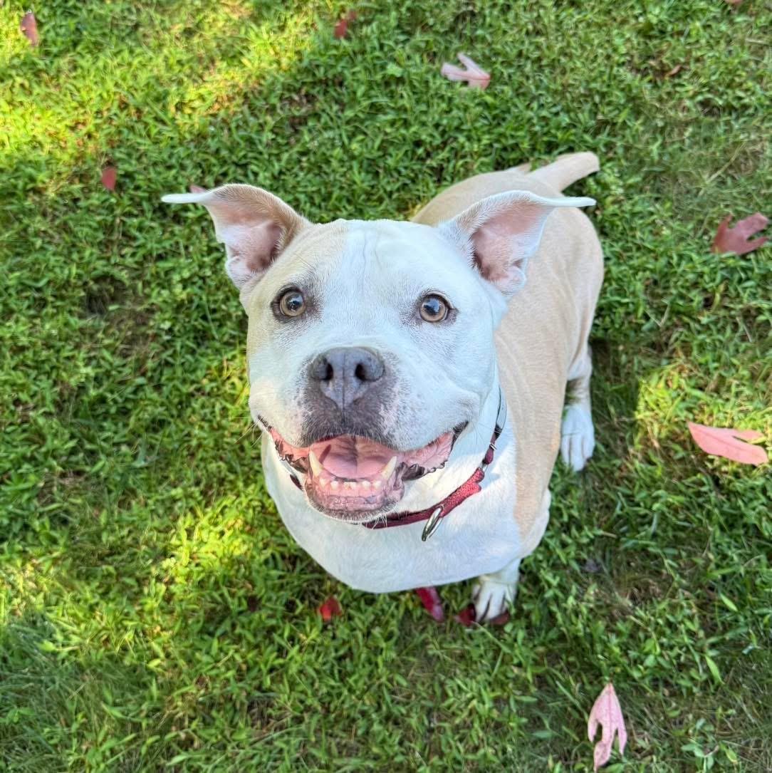 Chunky Monkey, a Adoptable mixed breed in Medford, NY image 4/6