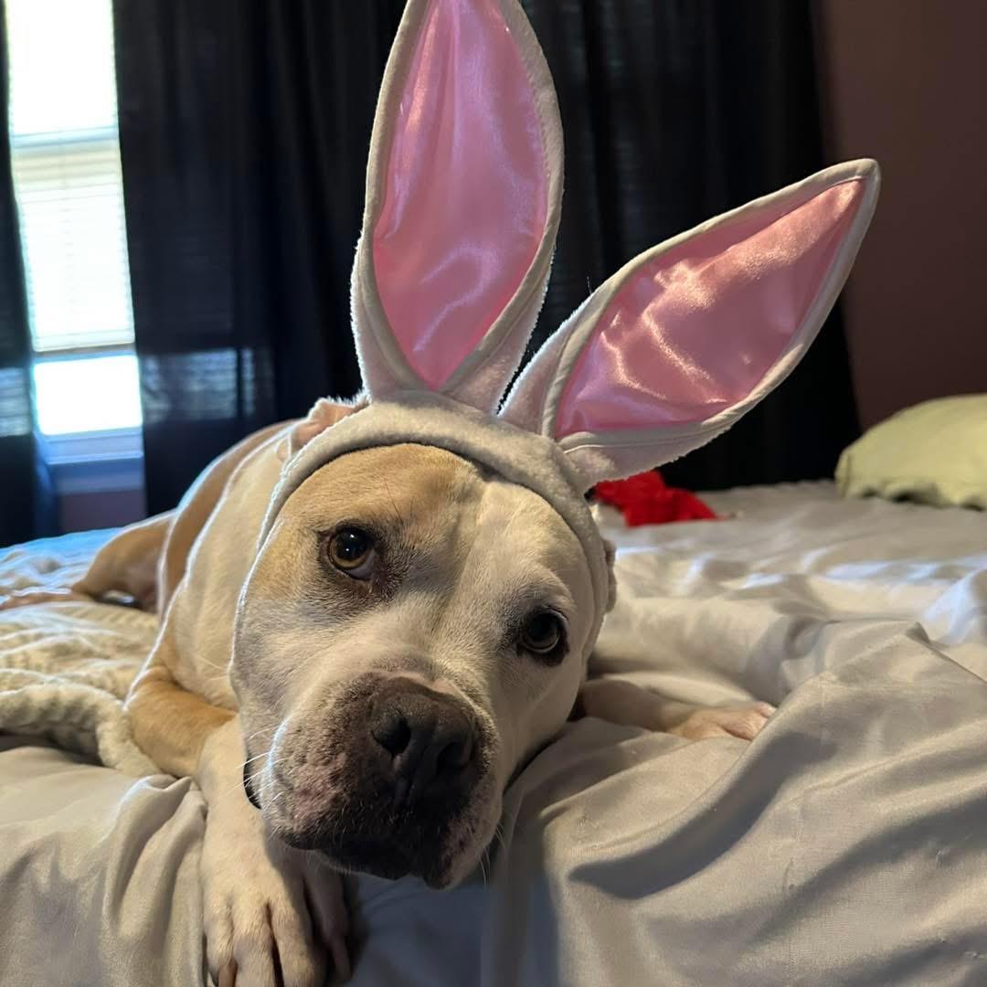 Chunky Monkey, a Adoptable mixed breed in Medford, NY image 5/6