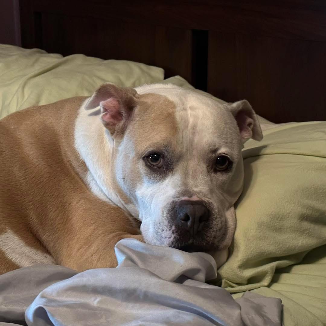 Chunky Monkey, a Adoptable mixed breed in Medford, NY image 6/6