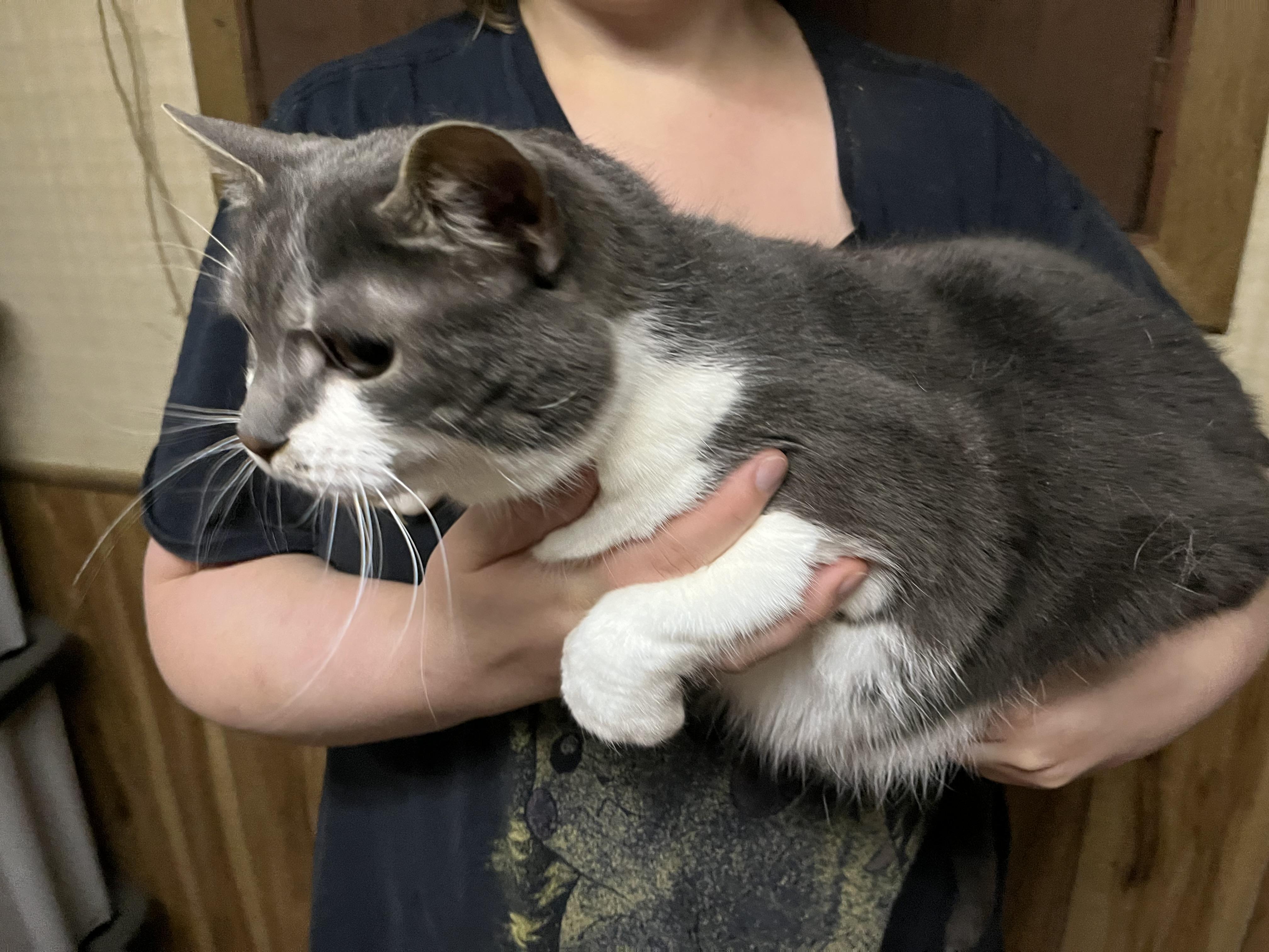 Prince duke, Adopted, Adult Male Maine Coon & Domestic Short Hair.