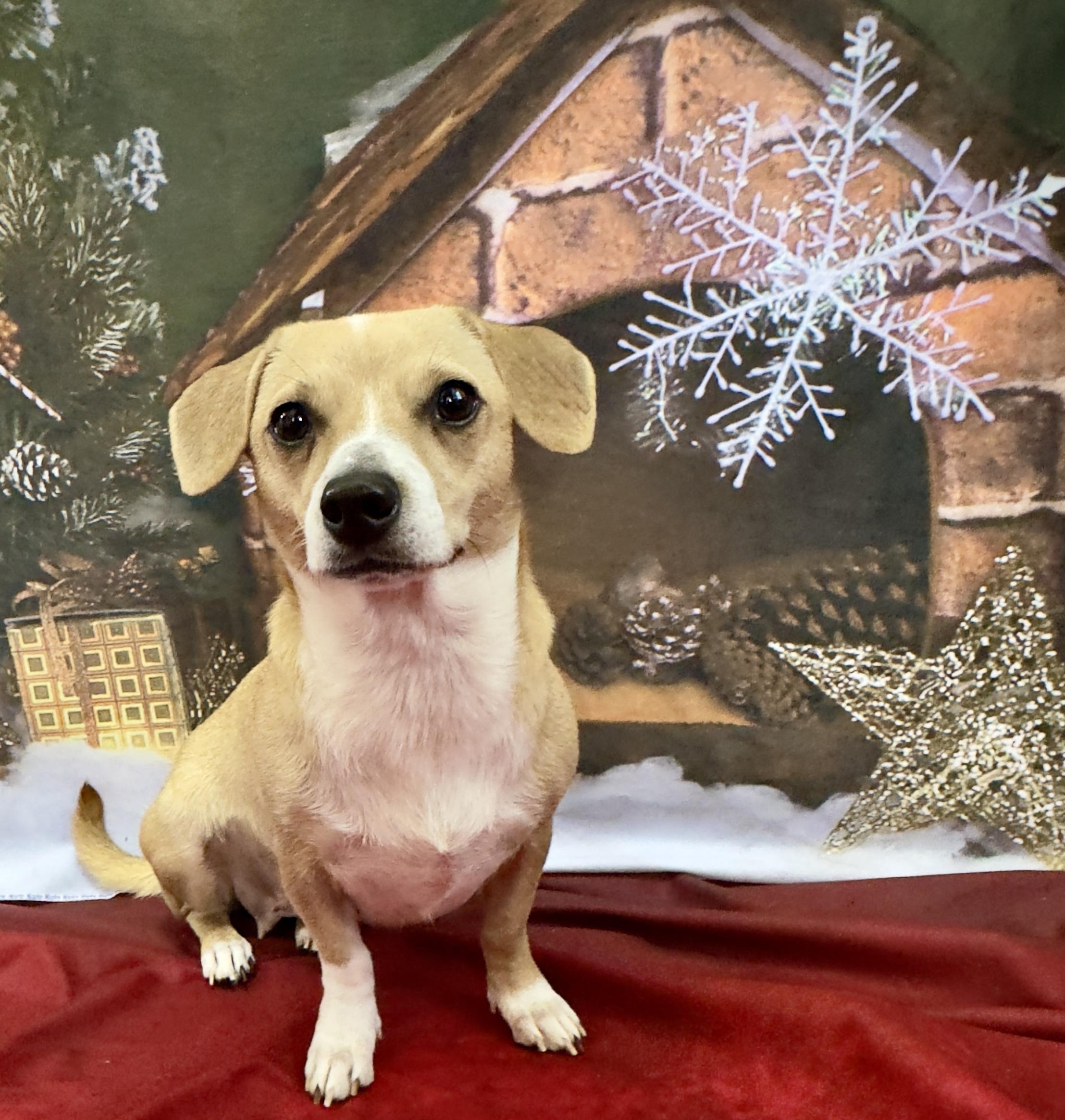 Charli, ADOPTABLE, Adult Female Beagle & Dachshund.