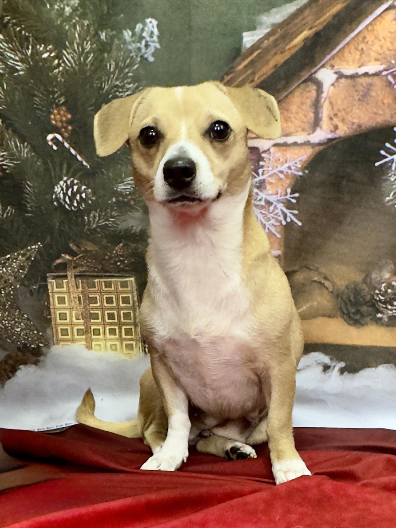 Charli, a ADOPTABLE mixed breed in Lawrenceville, GA image 2/3