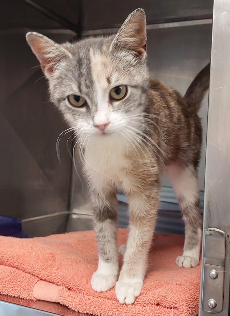 Shirley, Adoptable, Kitten Female Domestic Short Hair.