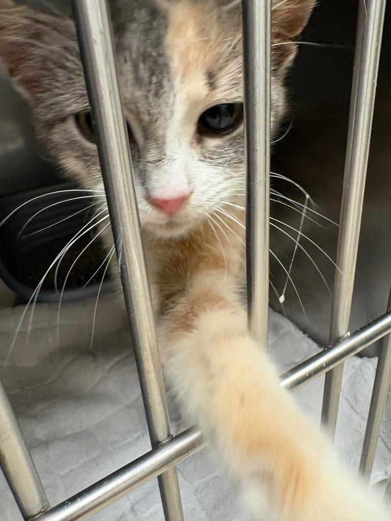 Shirley, Adoptable, Kitten Female Domestic Short Hair.