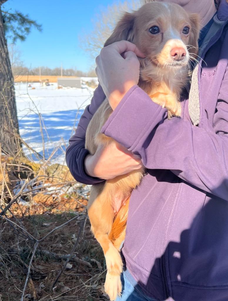 Goldie, a Adopted mixed breed in Little Rock, AR image 1/3