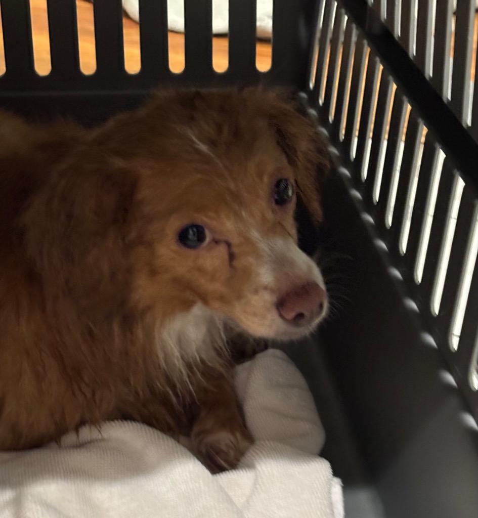 Goldie, a Adopted mixed breed in Little Rock, AR image 2/3