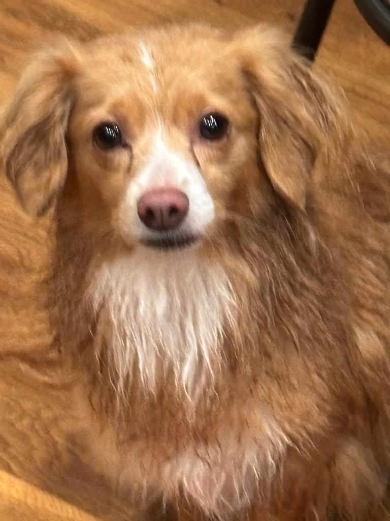 Goldie, a Adopted mixed breed in Little Rock, AR image 3/3