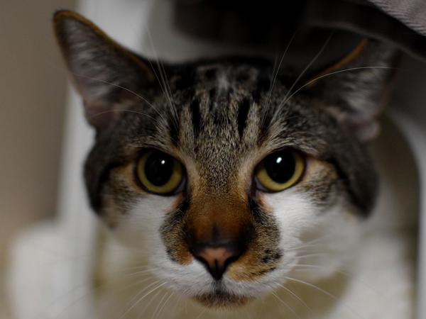 Enlarge Armani, a Adoptable mixed breed in Portland, OR image 1/6