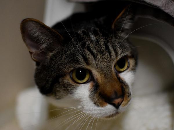 Enlarge Armani, a Adoptable mixed breed in Portland, OR image 2/6