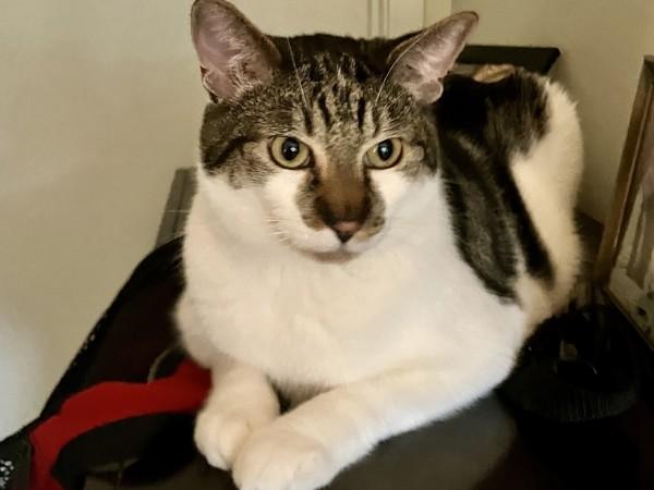 Enlarge Armani, a Adoptable mixed breed in Portland, OR image 3/6