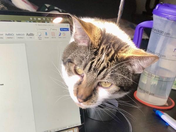 Enlarge Armani, a Adoptable mixed breed in Portland, OR image 4/6