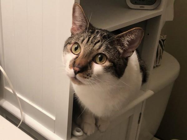 Enlarge Armani, a Adoptable mixed breed in Portland, OR image 5/6