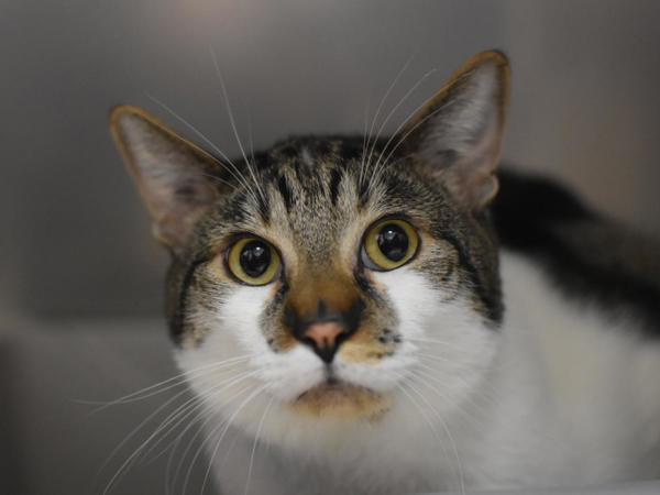 Enlarge Armani, a Adoptable mixed breed in Portland, OR image 6/6