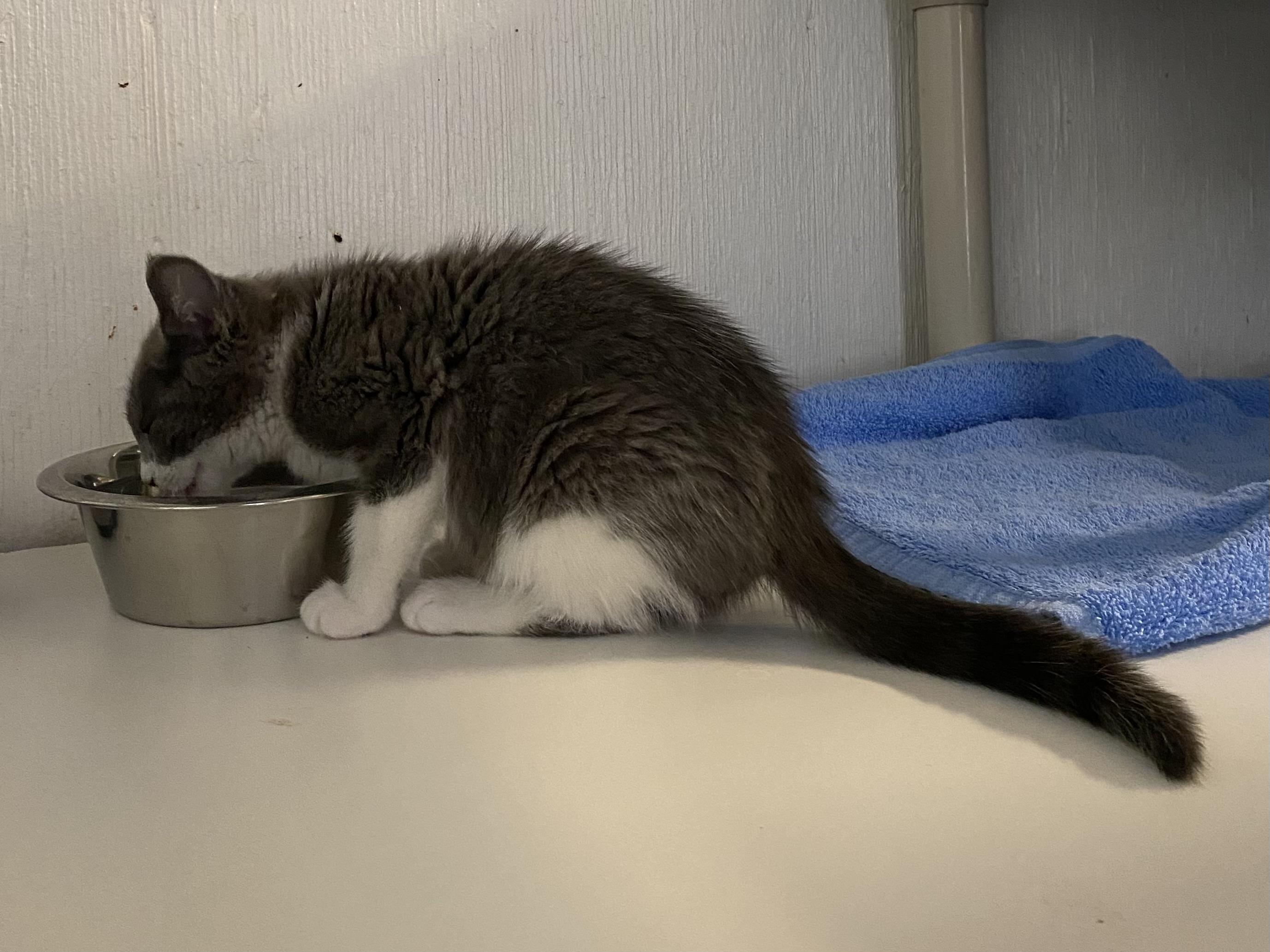 Enlarge Baci, an adoptable Domestic Short Hair in Stanstead, QC image 2/4