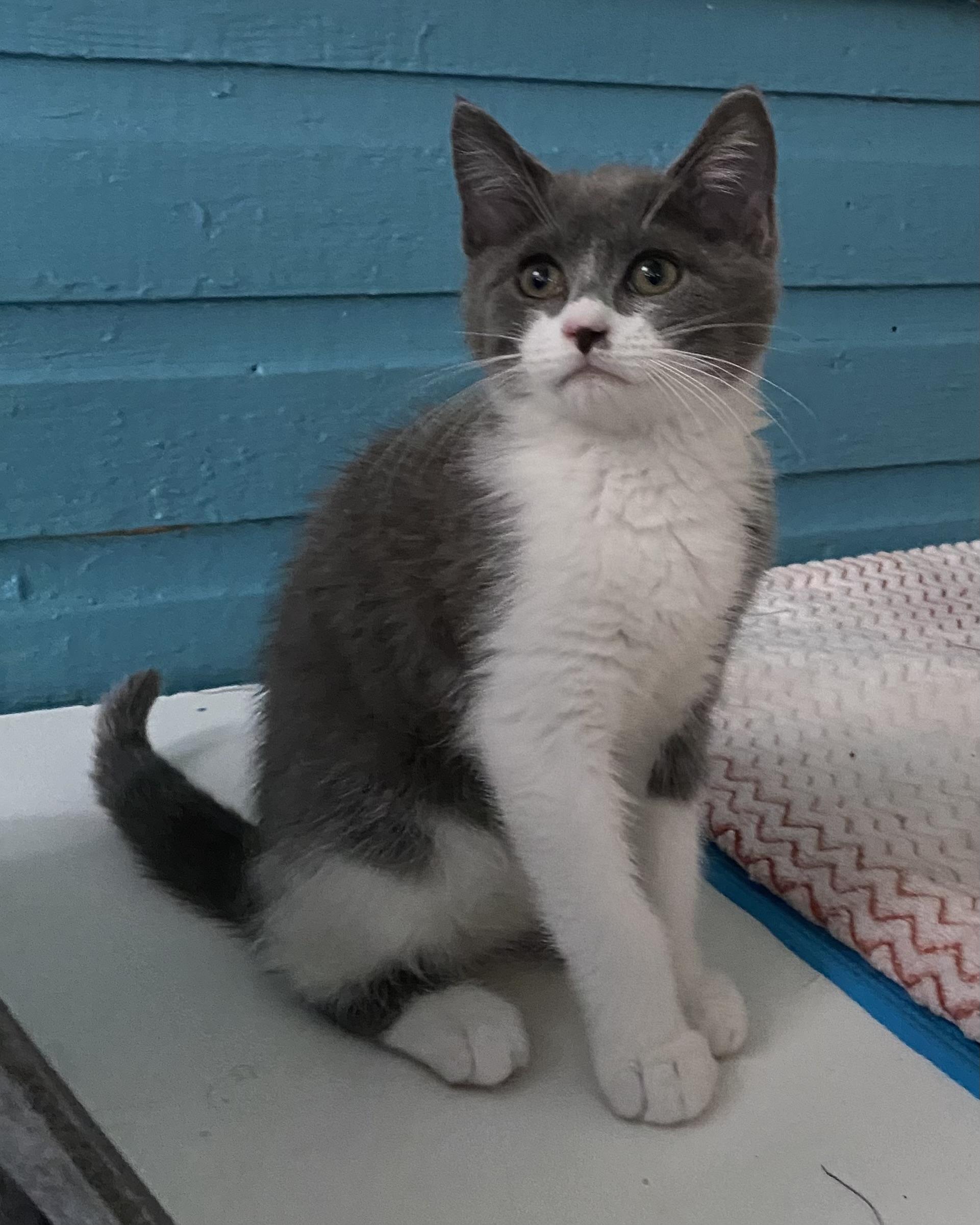 Enlarge Baci, an adoptable Domestic Short Hair in Stanstead, QC image 3/4