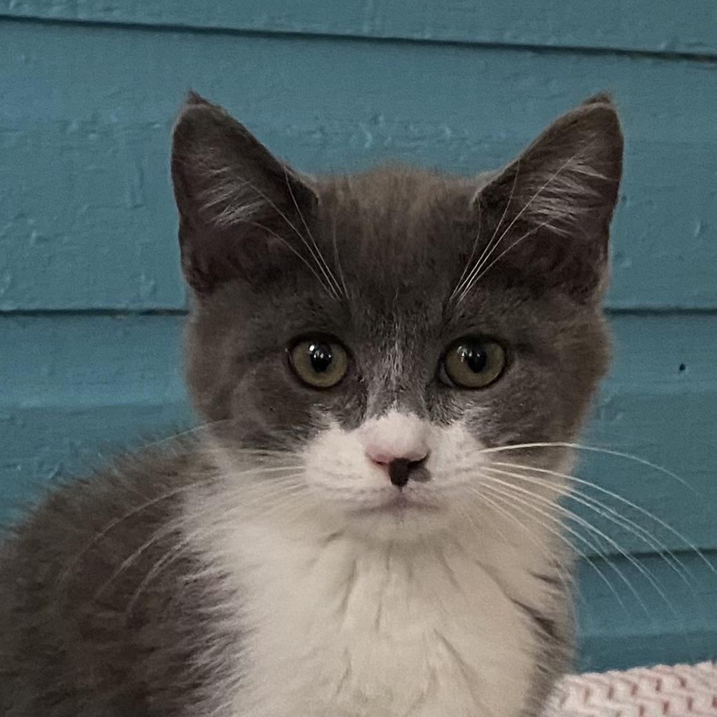 Baci, adoptable, Kitten Male Domestic Short Hair.