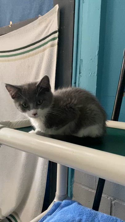 Enlarge Baci, an adoptable Domestic Short Hair in Stanstead, QC video 4/4