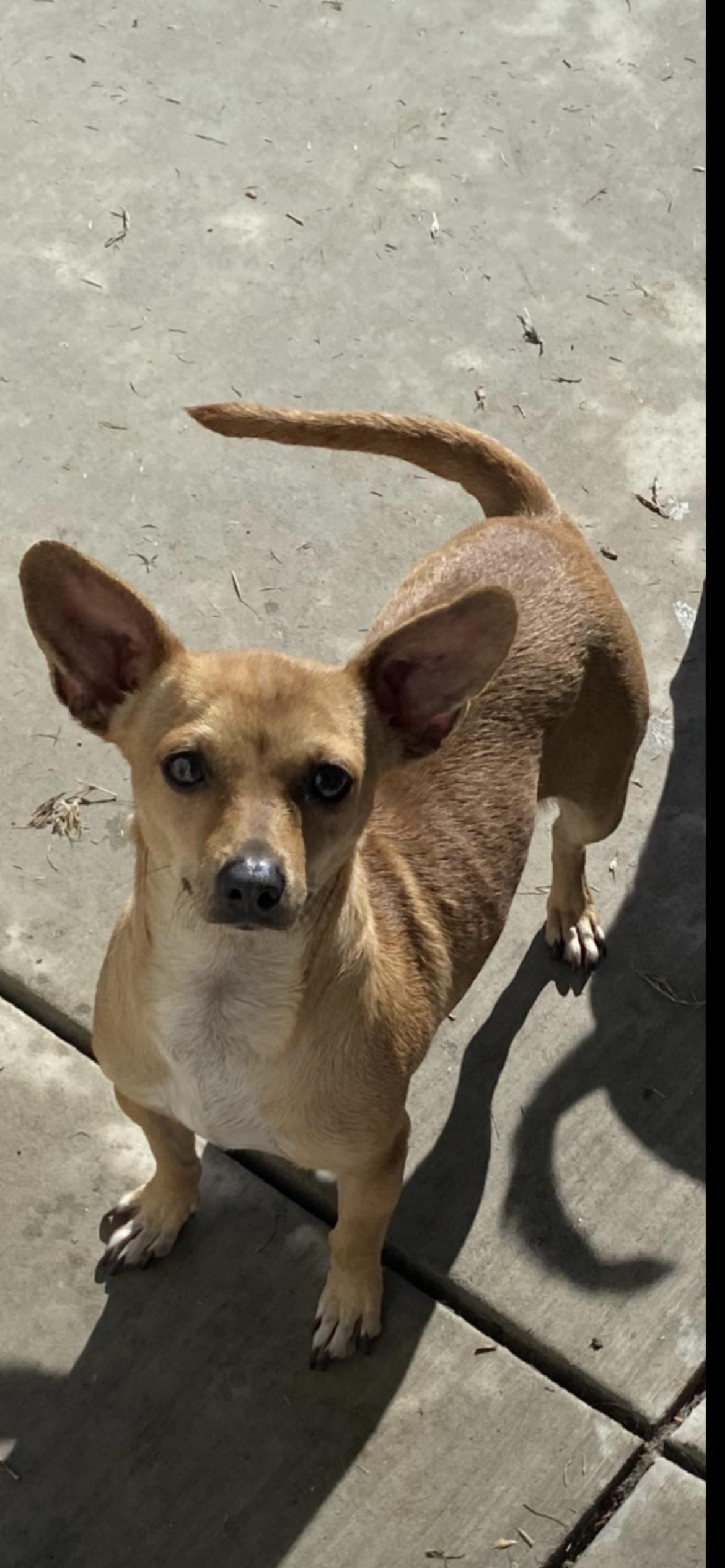 Enlarge MISSY, an adopted mixed breed in Branford, CT image 6/6