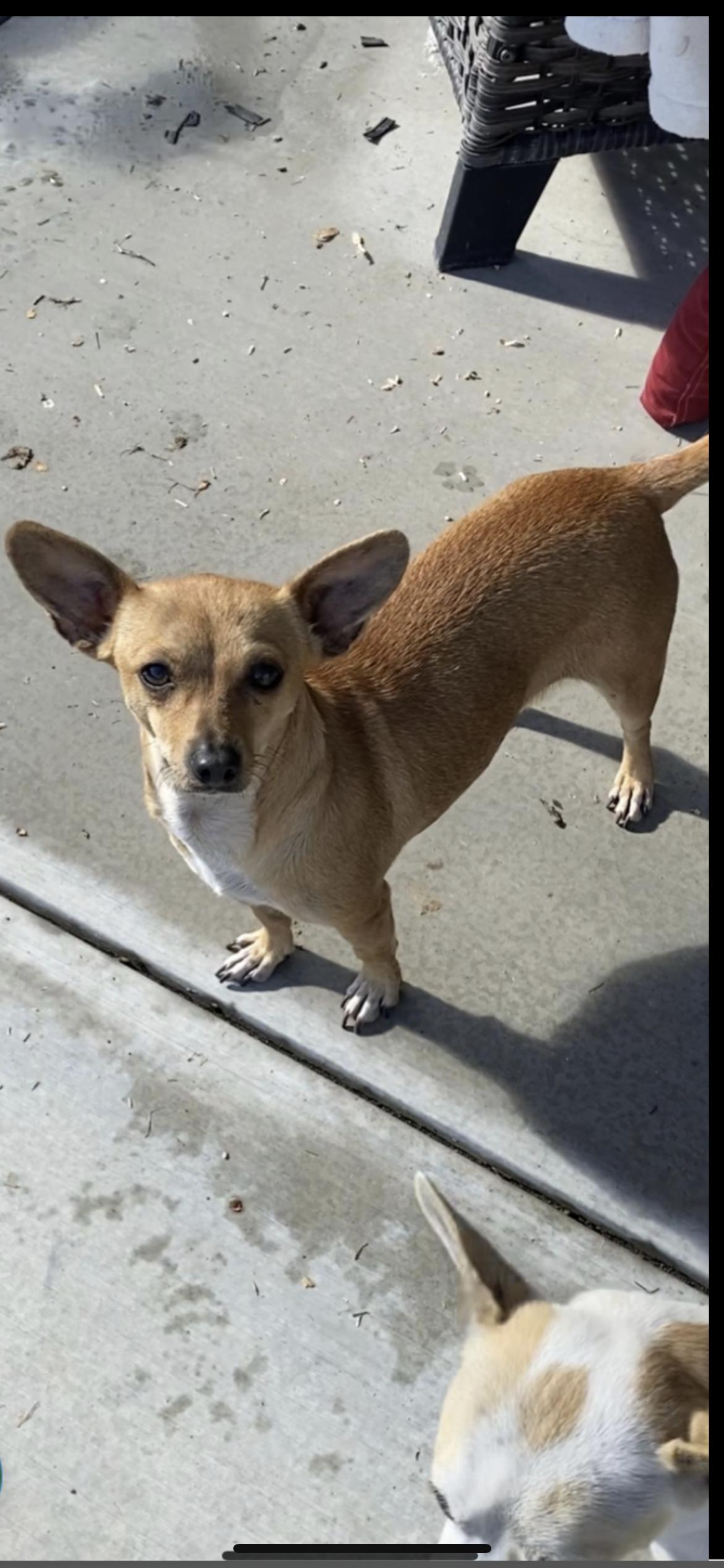 Enlarge MISSY, an adopted mixed breed in Branford, CT image 5/6