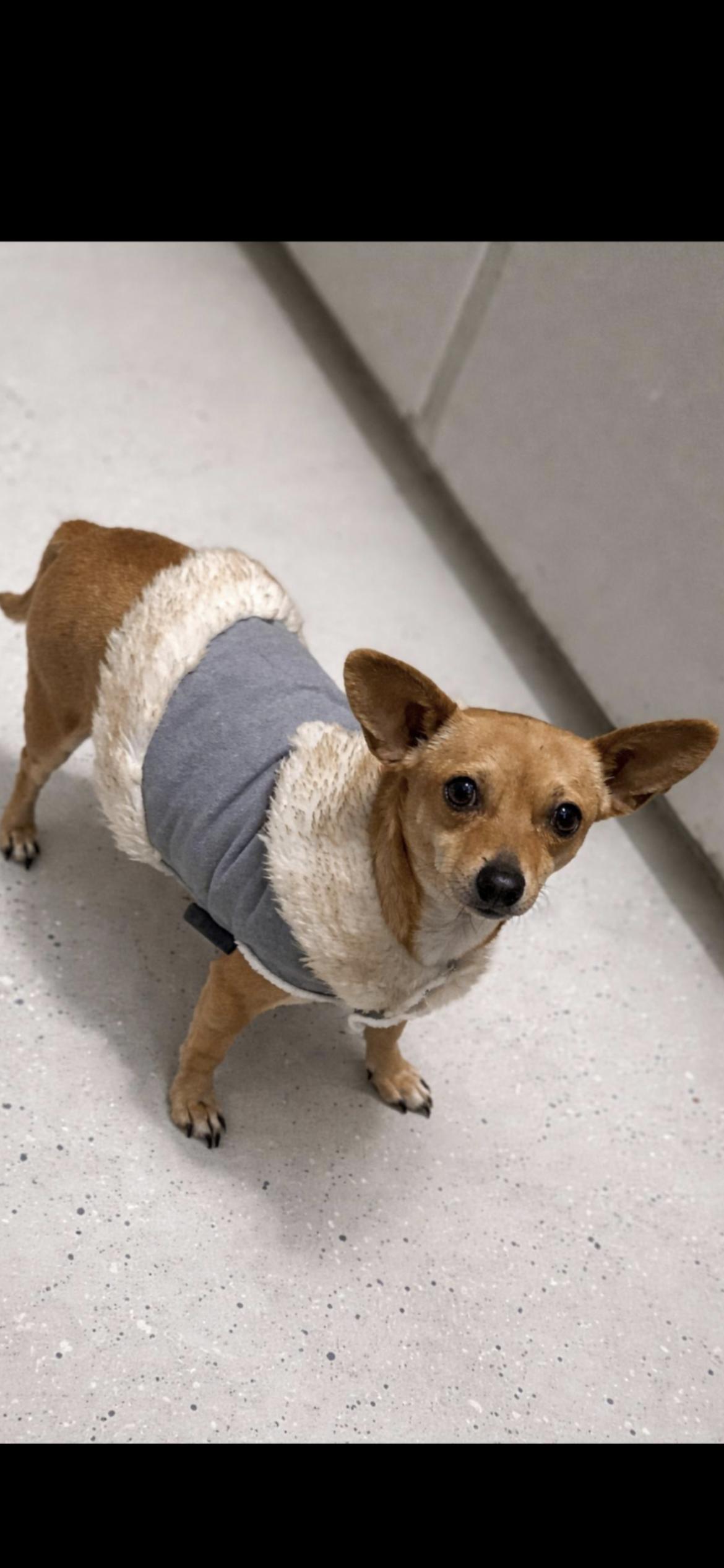 Enlarge MISSY, an adopted mixed breed in Branford, CT image 2/6