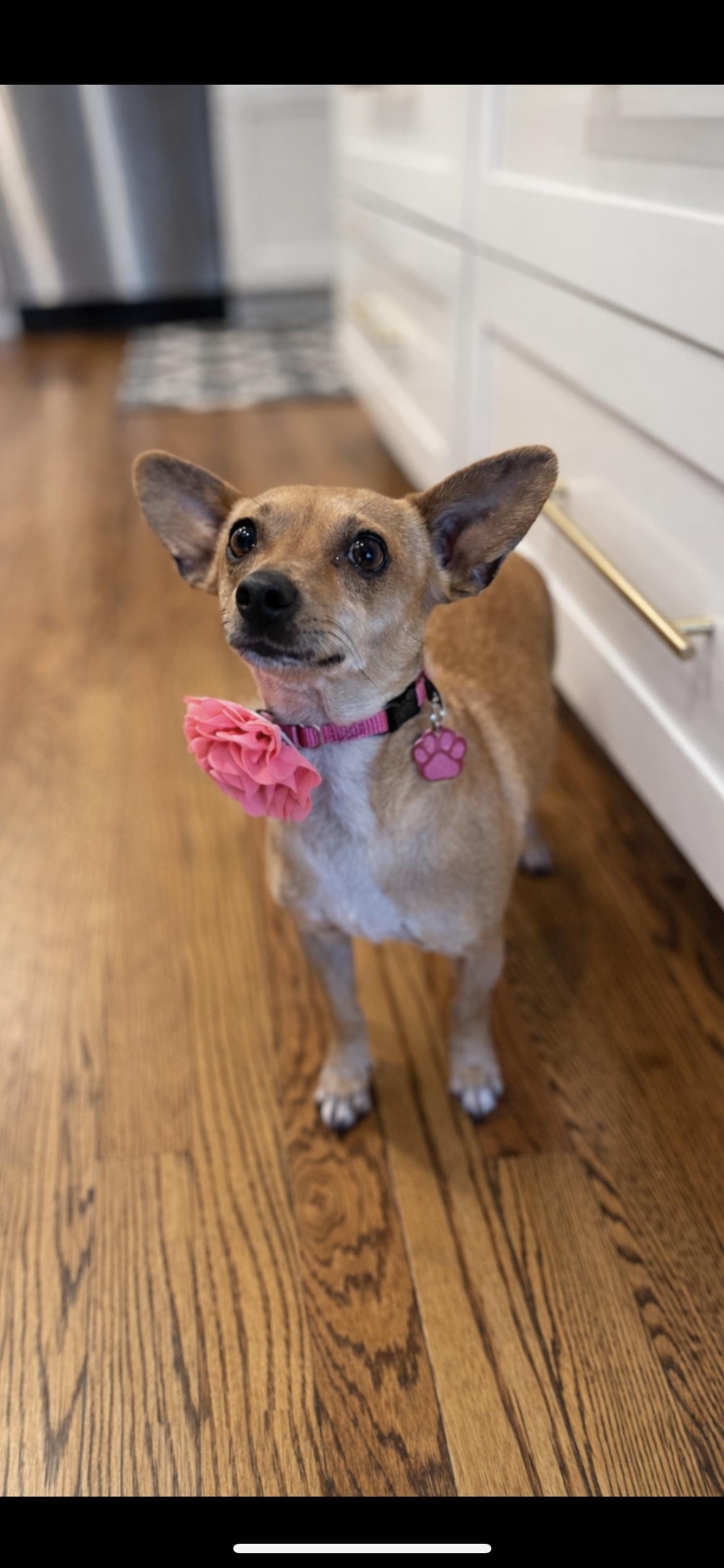 MISSY, adopted, Young Female Chihuahua & Miniature Dachshund.
