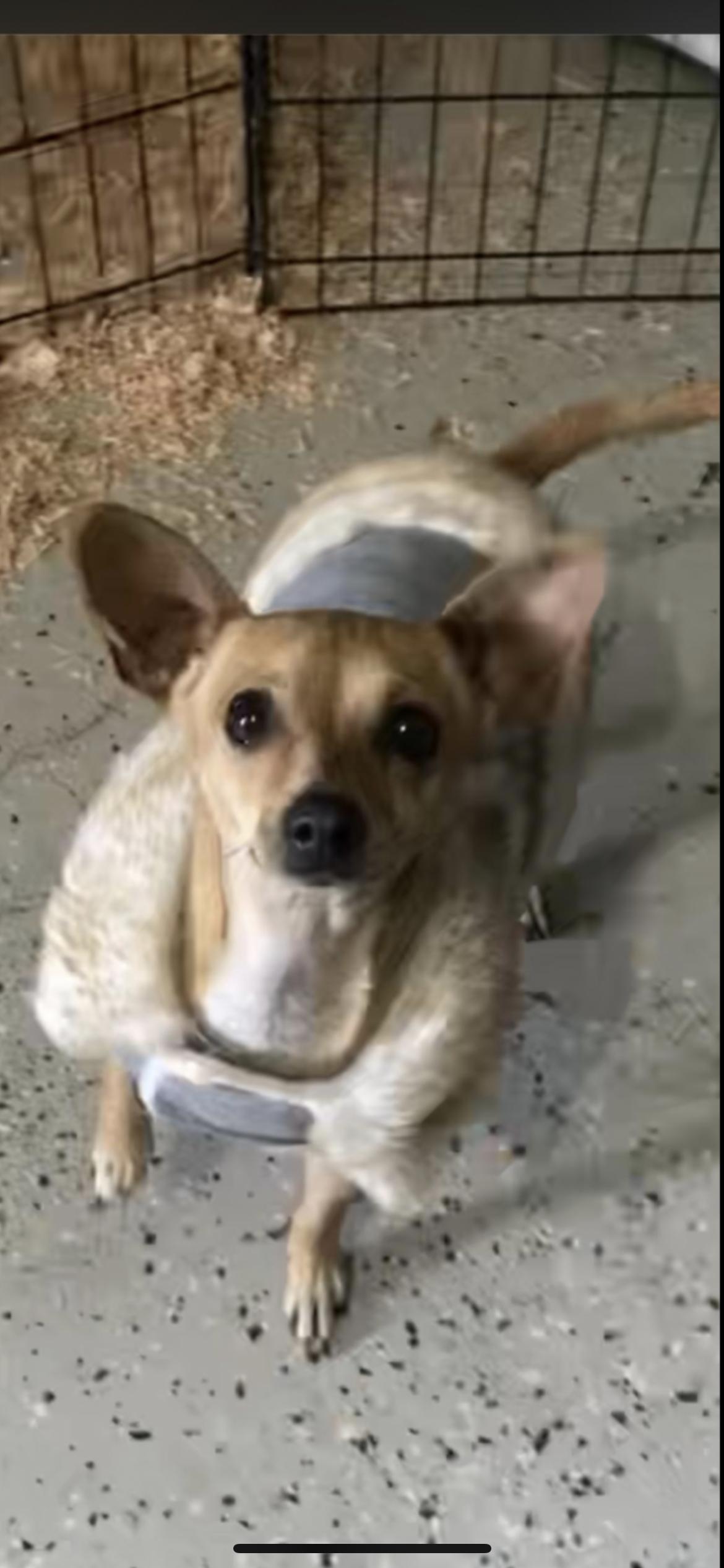 Enlarge MISSY, an adopted mixed breed in Branford, CT image 4/6