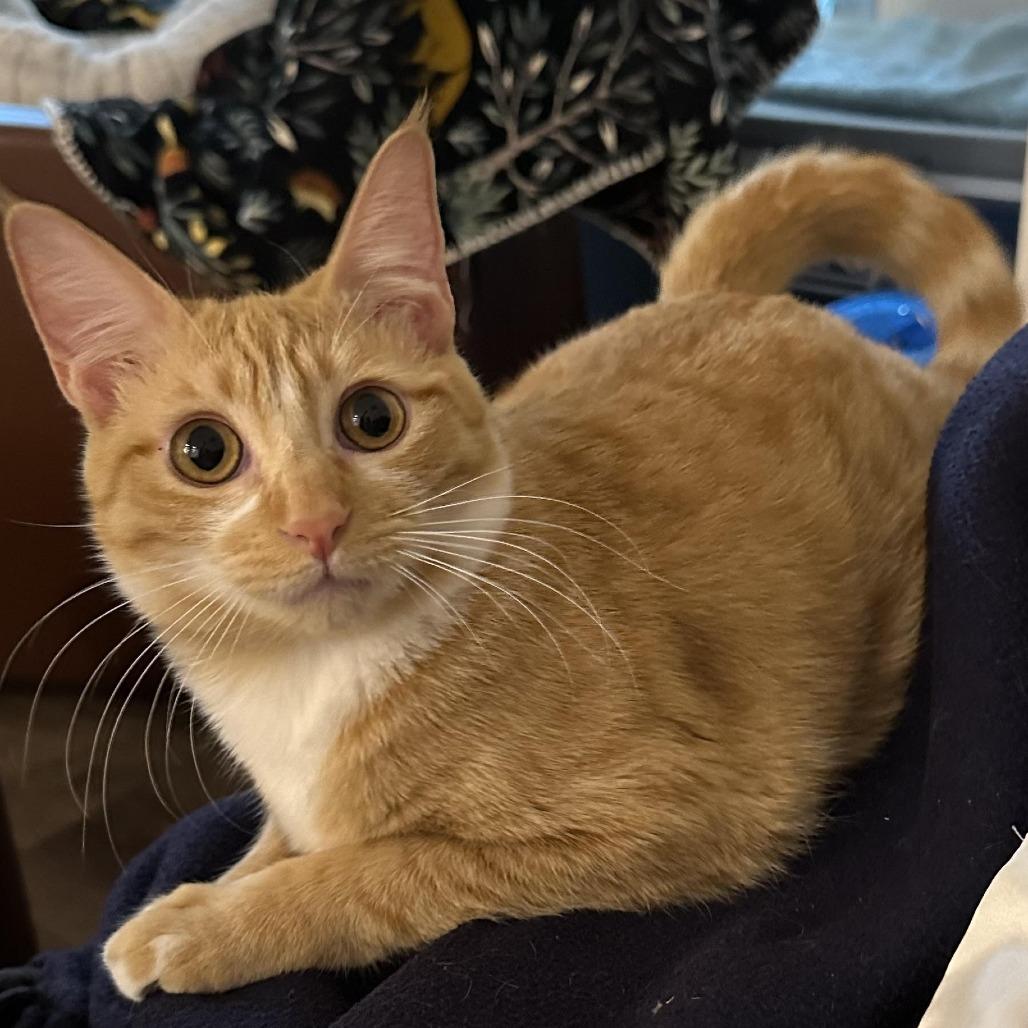 Fanta — thumbnail 2