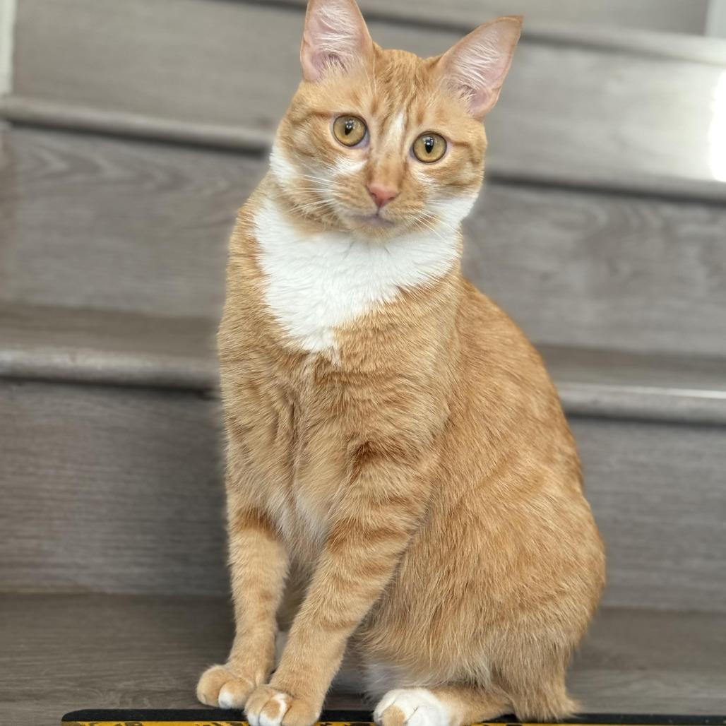 Fanta — thumbnail 4