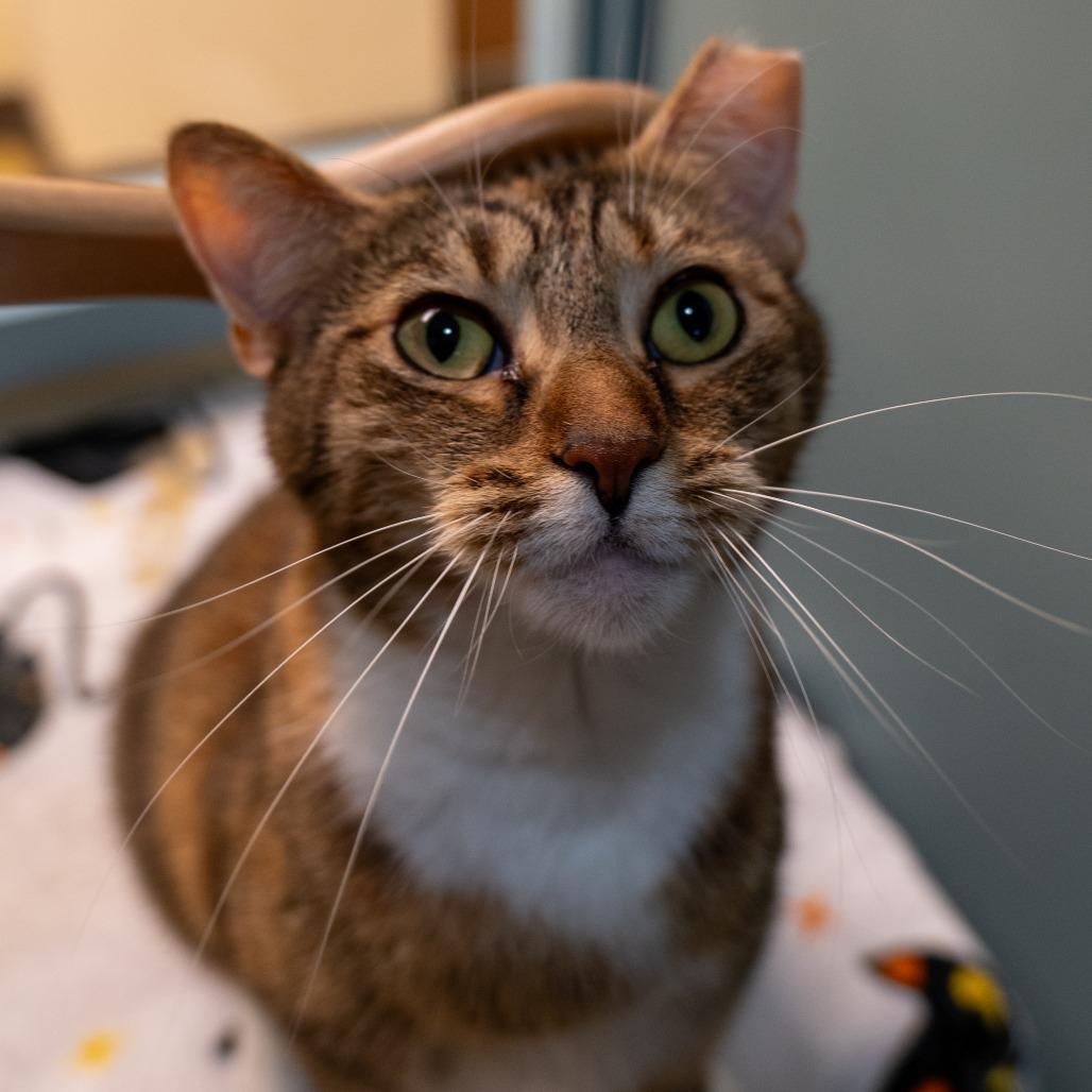 Banana, Adoptable, Adult Female Domestic Short Hair.