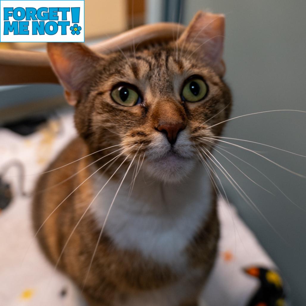 Banana, Adoptable, Adult Female Domestic Short Hair.