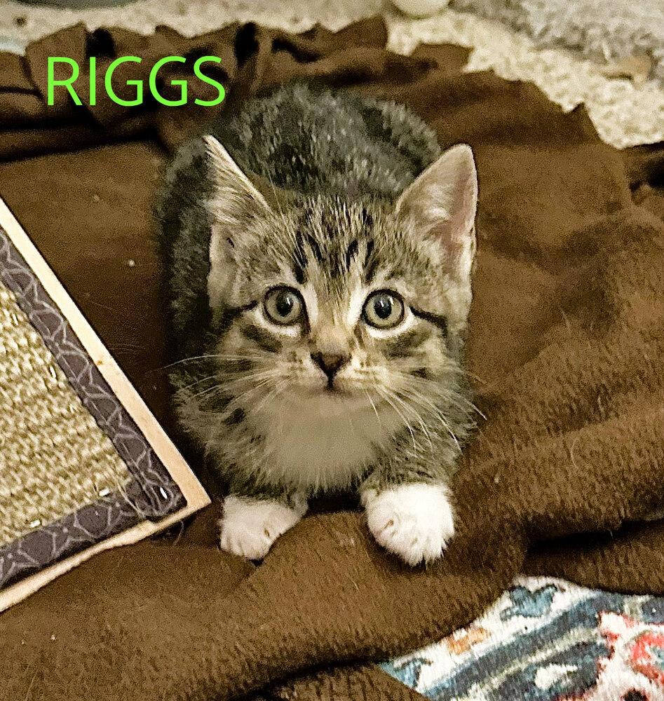 Riggs, Adoptable, Kitten Male Domestic Short Hair.