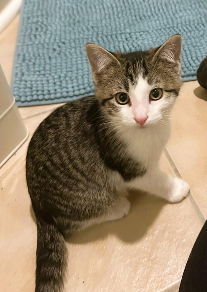 Enlarge Riggs, a Adoptable Domestic Short Hair in Mooresville, NC image 2/6