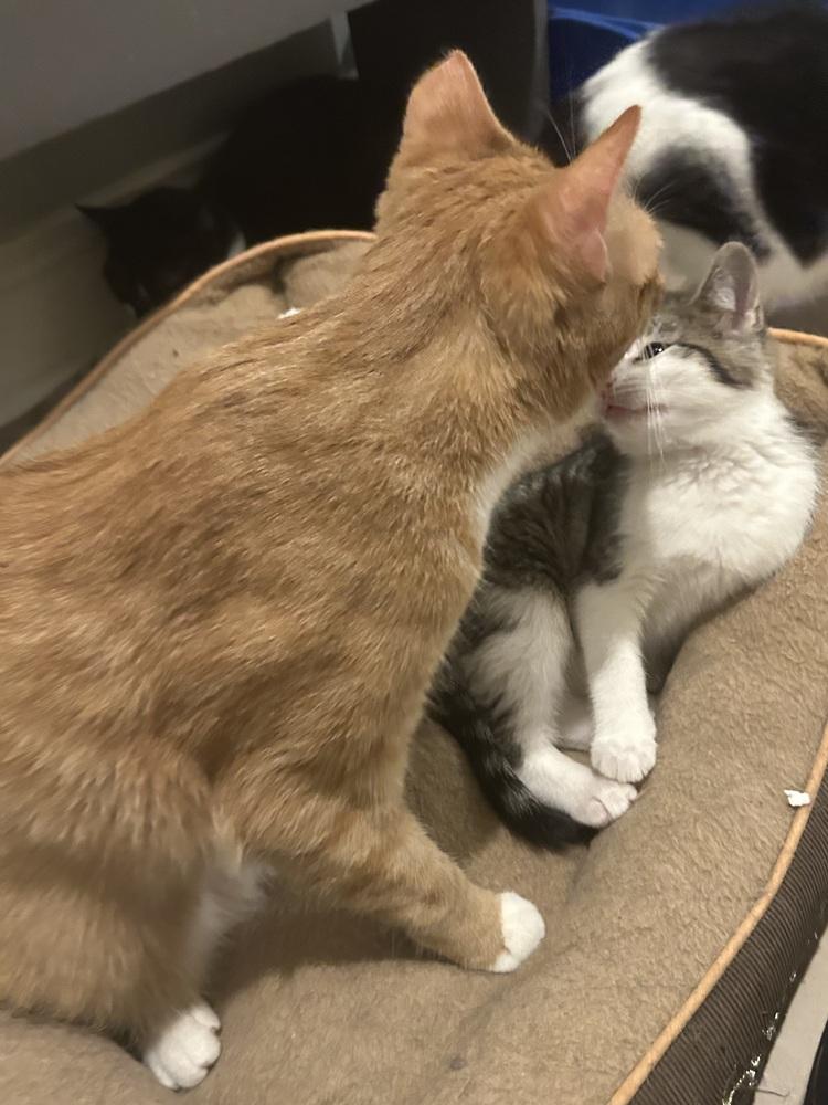 Enlarge Riggs, a Adoptable Domestic Short Hair in Mooresville, NC image 4/6