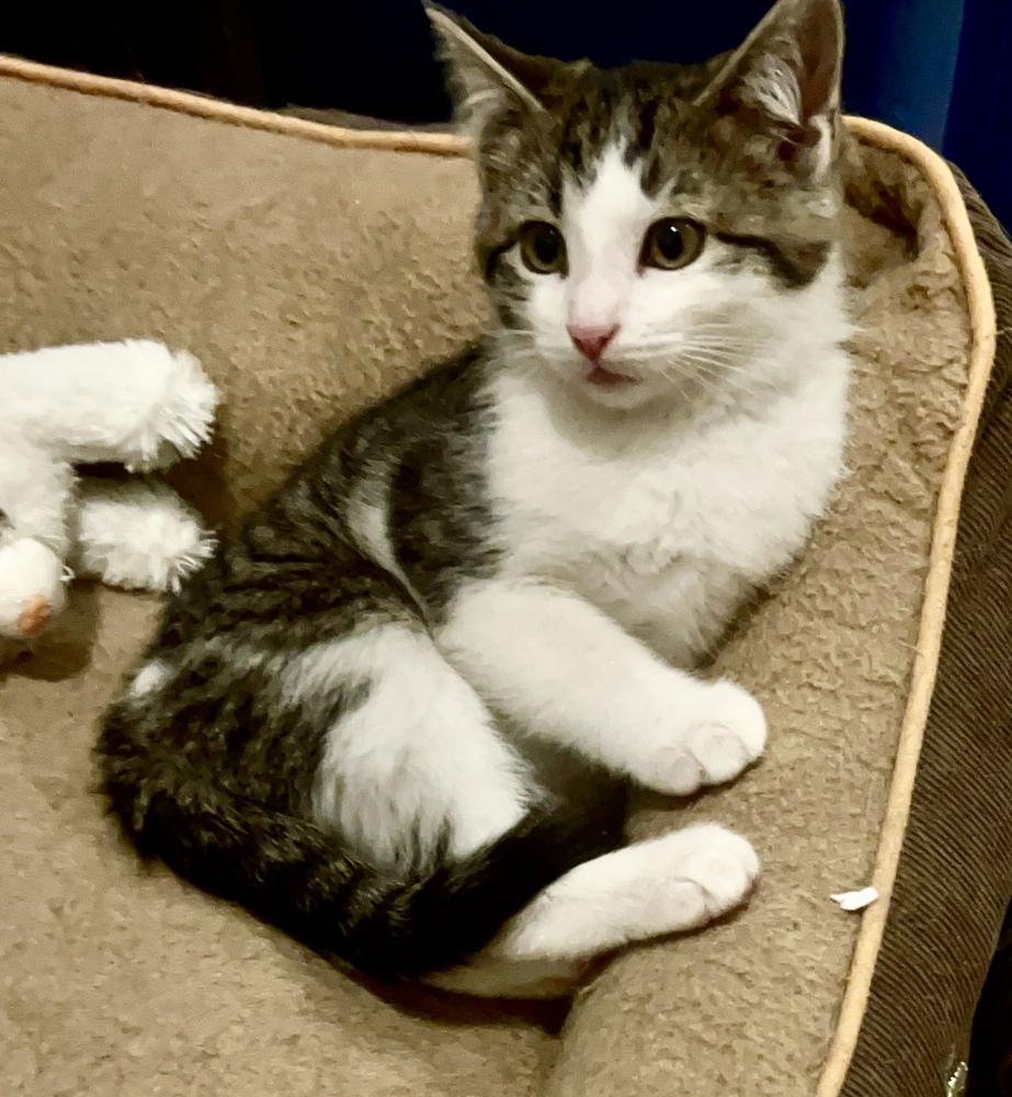 Enlarge Riggs, a Adoptable Domestic Short Hair in Mooresville, NC image 6/6