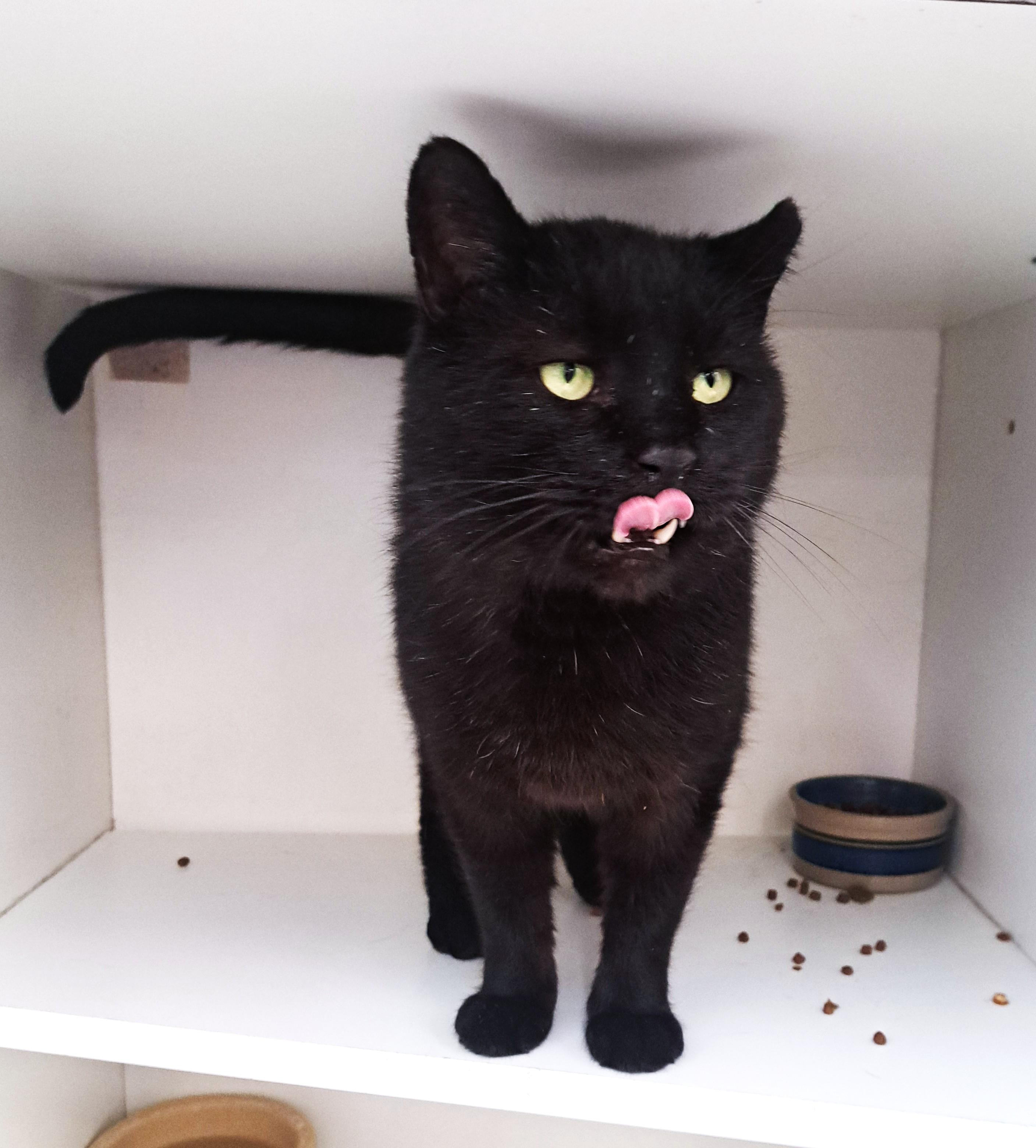 Enlarge Leonard, an adopted Domestic Short Hair in New Albany, OH image 3/6