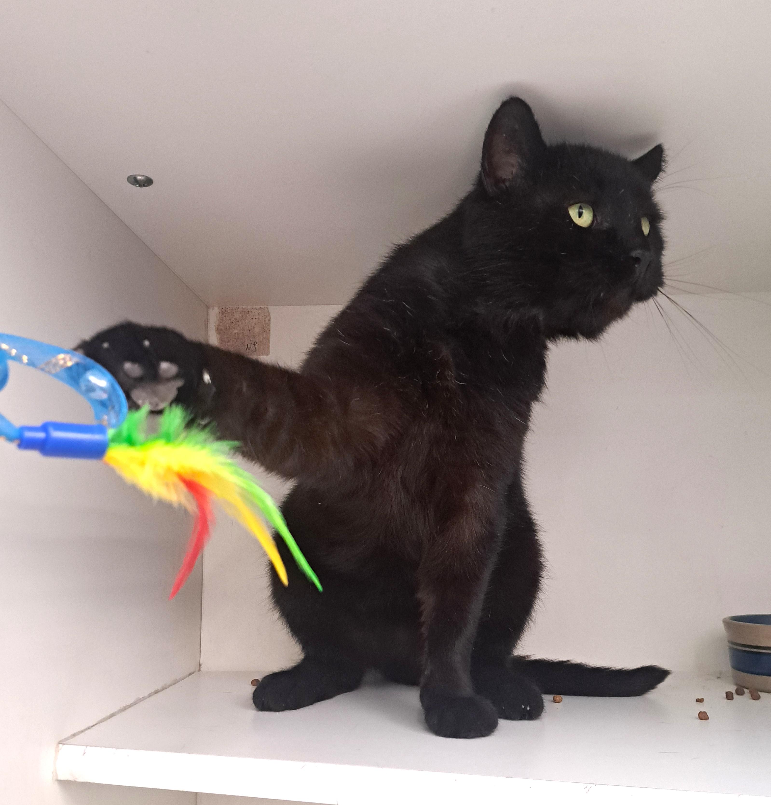 Enlarge Leonard, an adopted Domestic Short Hair in New Albany, OH image 2/6