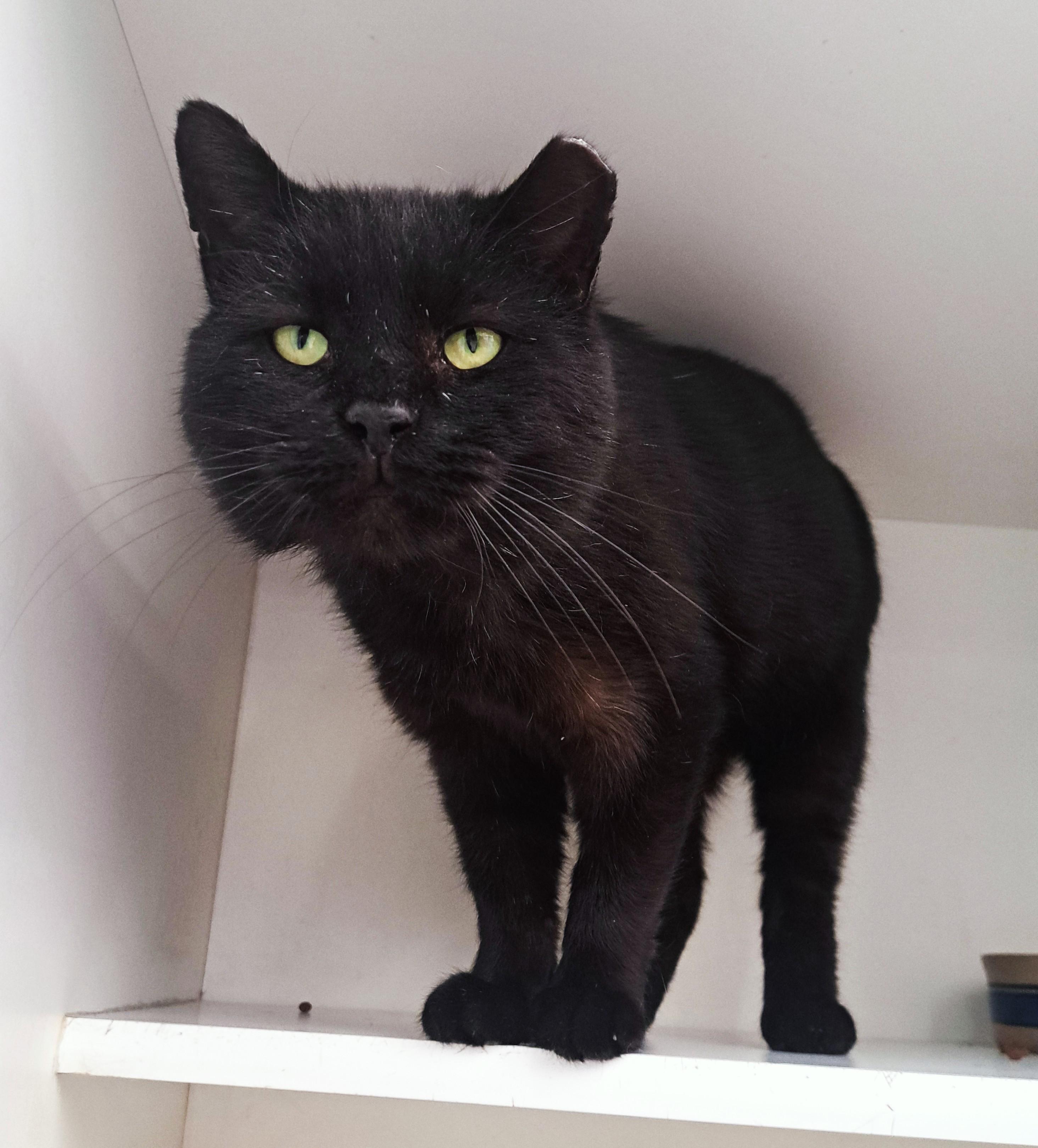 Enlarge Leonard, an adopted Domestic Short Hair in New Albany, OH image 1/6