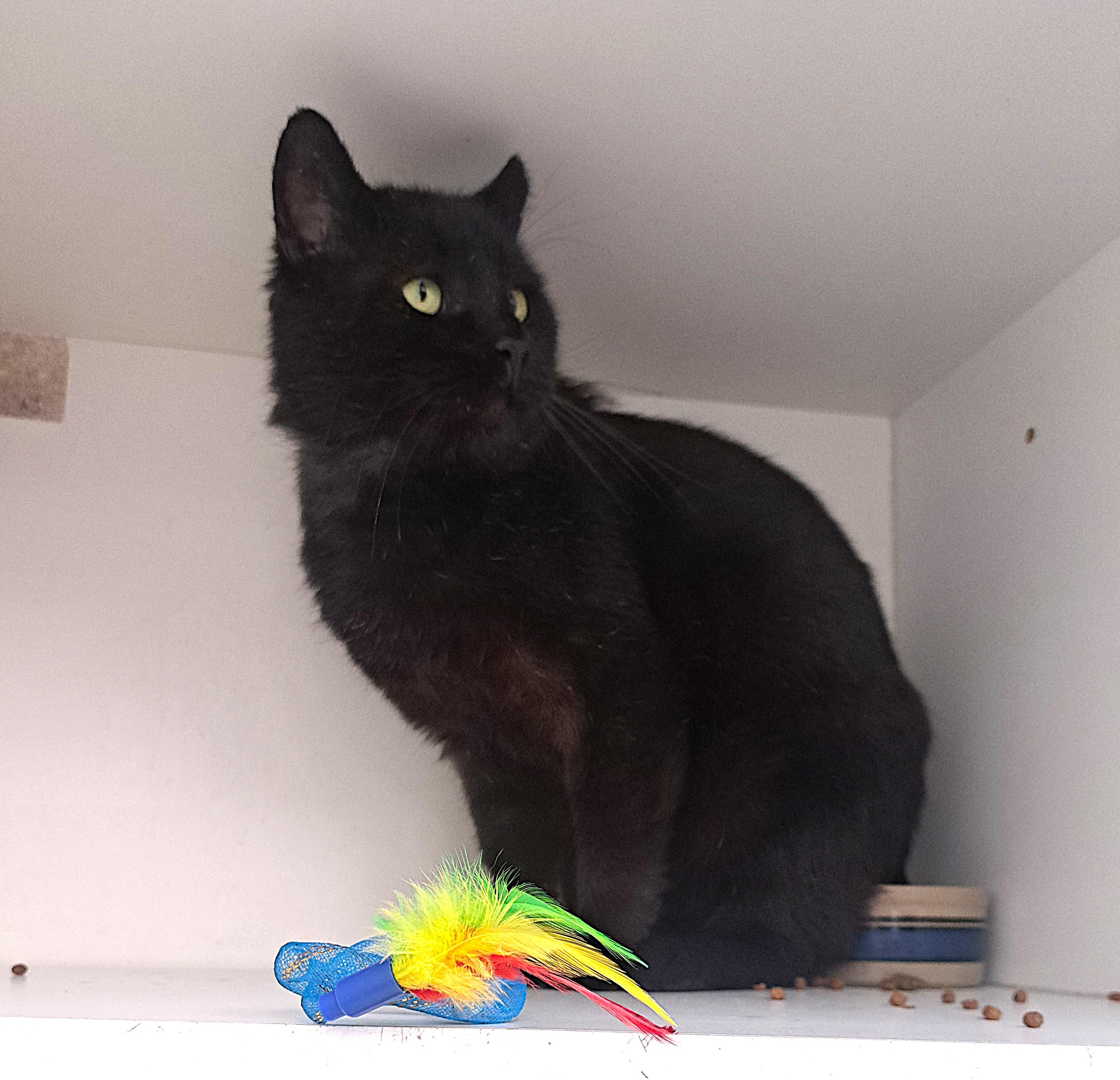 Enlarge Leonard, an adopted Domestic Short Hair in New Albany, OH image 6/6