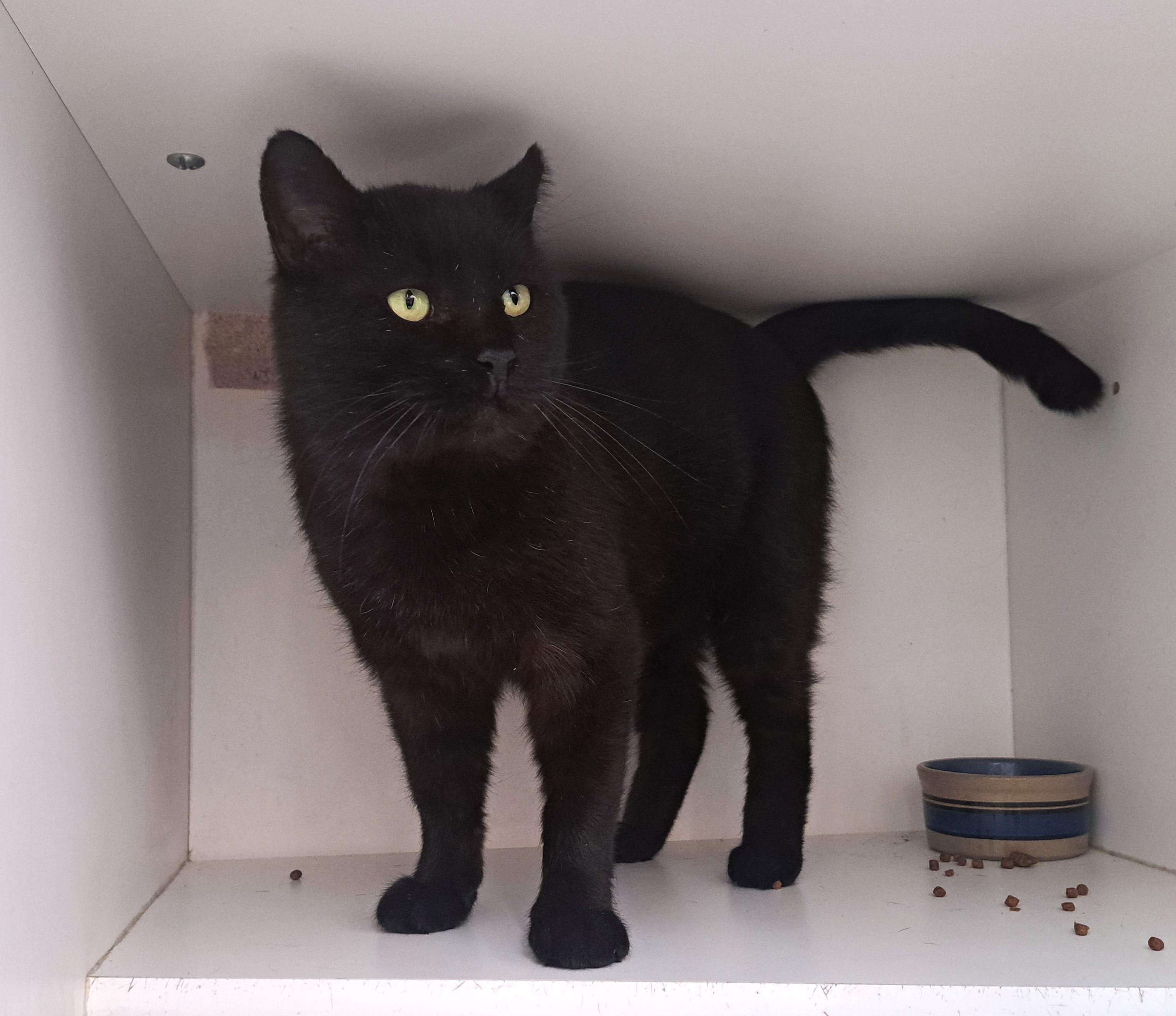 Enlarge Leonard, an adopted Domestic Short Hair in New Albany, OH image 5/6