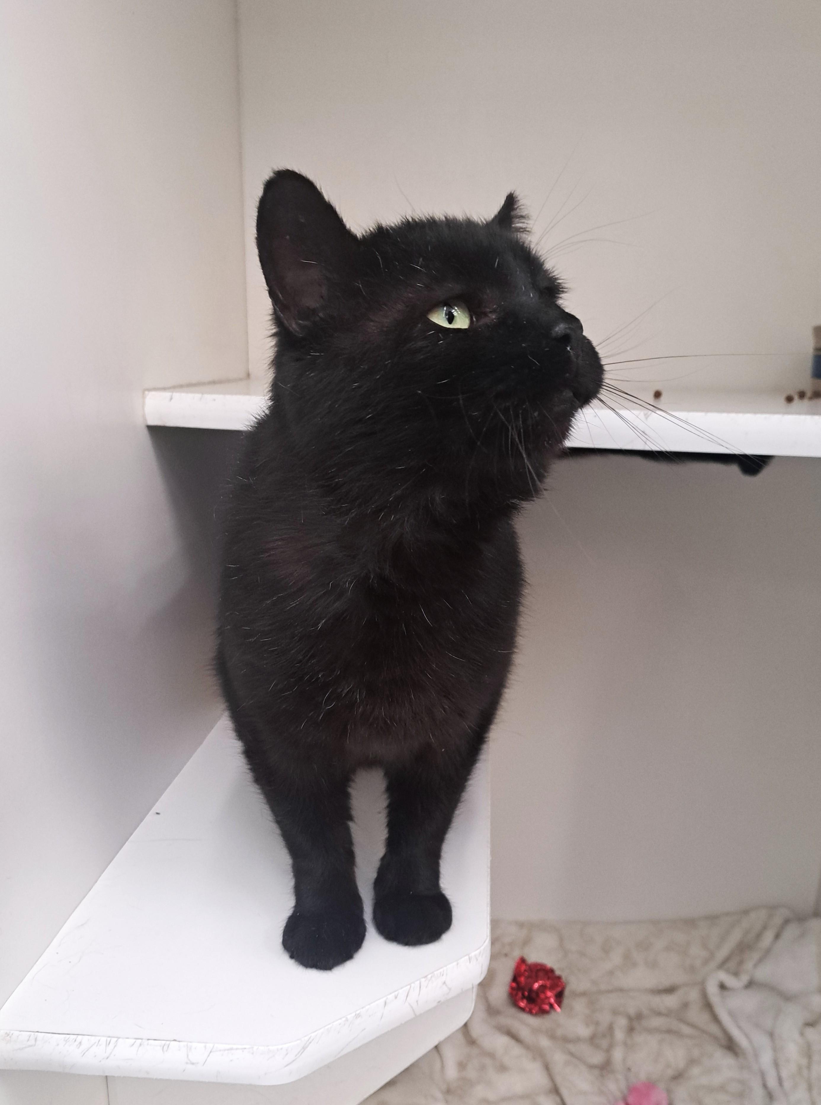 Enlarge Leonard, an adopted Domestic Short Hair in New Albany, OH image 4/6