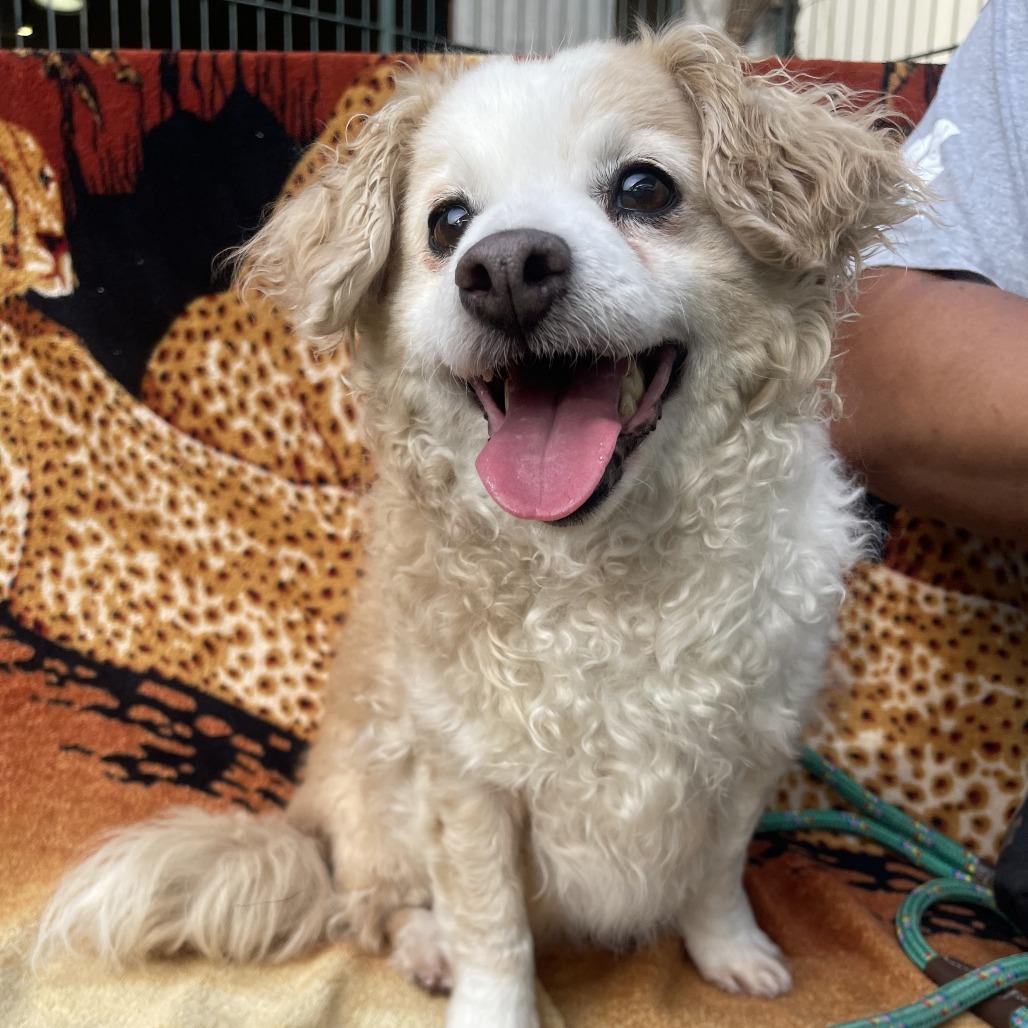 Abu, Adoptable, Senior Male Terrier.