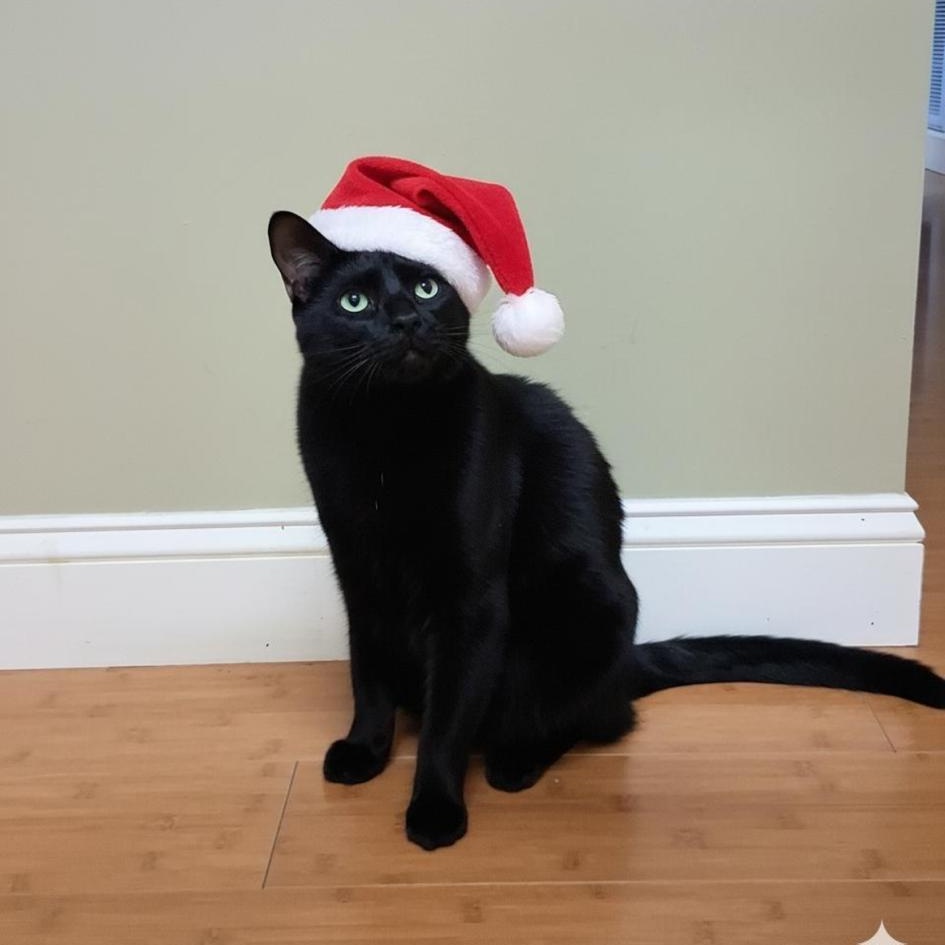 Enlarge Shadow and Sax (brother and sister), a Adoptable Domestic Long Hair in Myrtle Beach, SC image 2/5