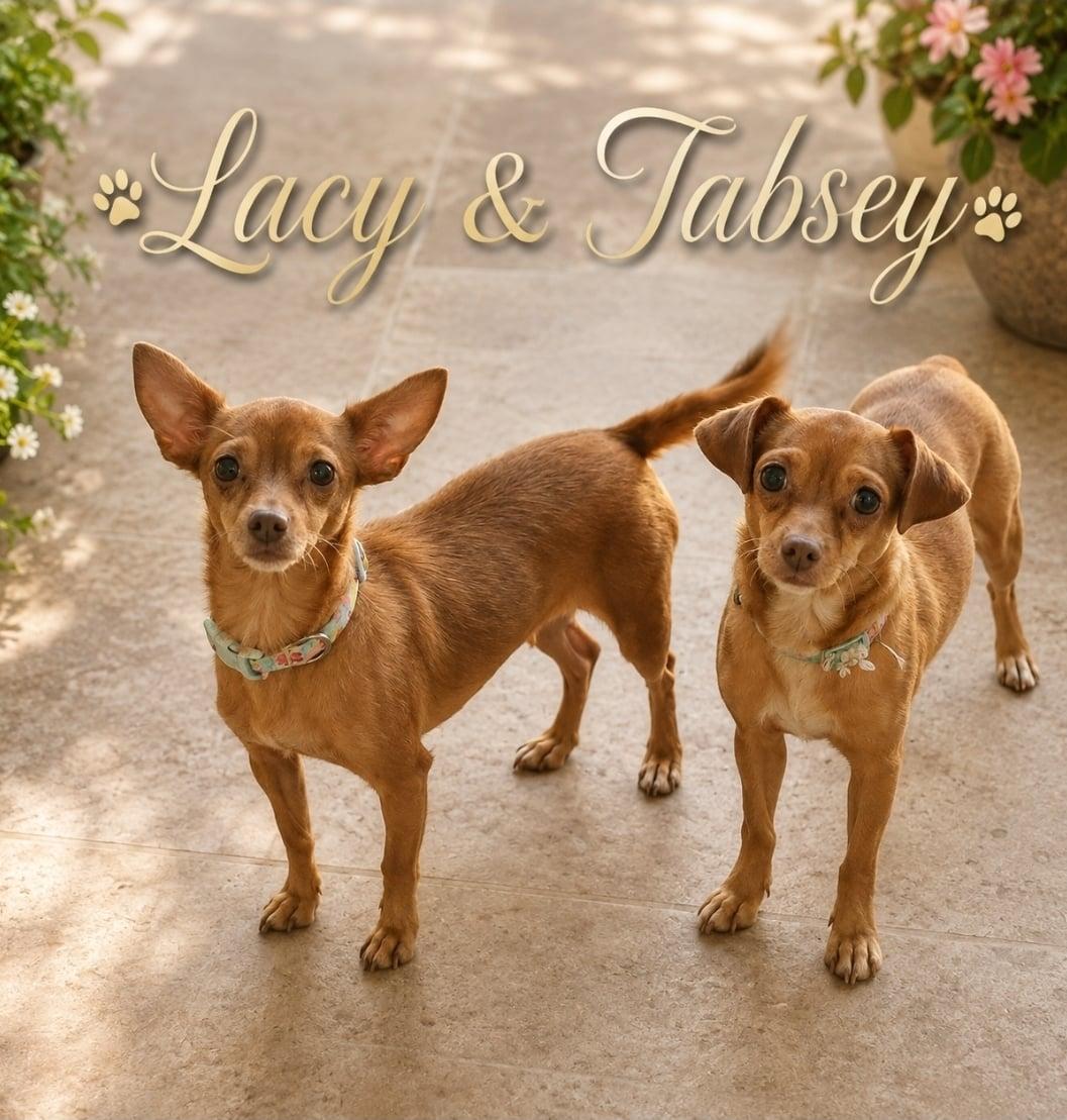 Lacey, Adoptable, Young Female Chihuahua.