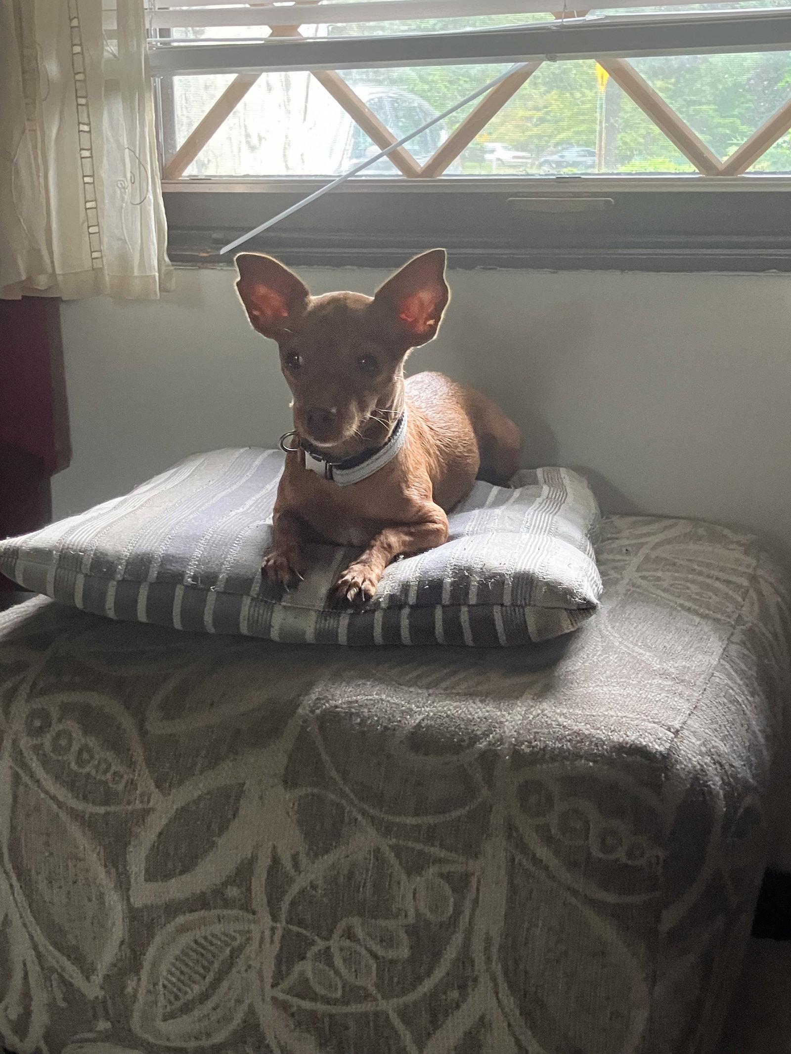 Enlarge Lacey, a Adoptable Chihuahua in Morganville, NJ image 2/2