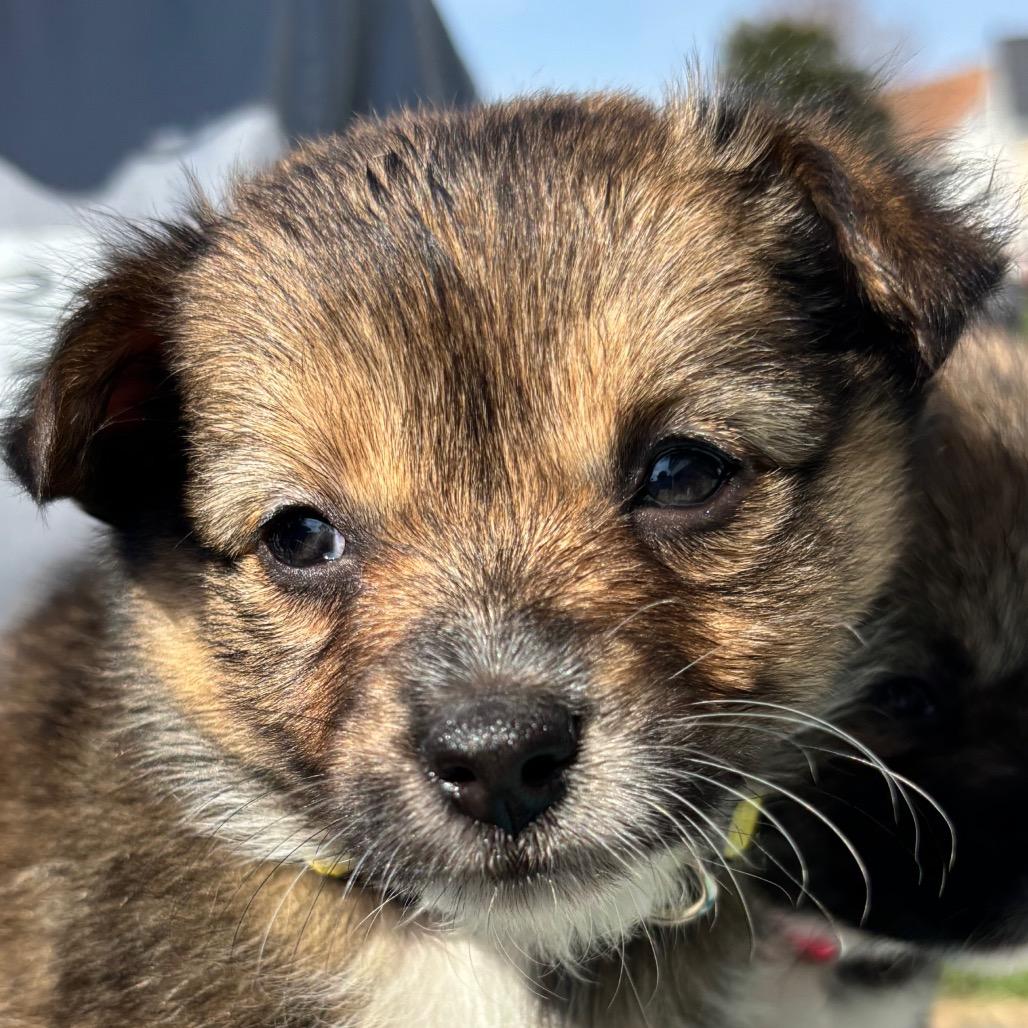 Pantene, adoptable, Puppy Female American Eskimo Dog & Pembroke Welsh Corgi.