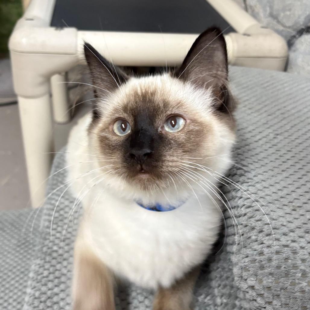 Enlarge Java, a Adoptable Siamese in Laredo, TX image 1/5