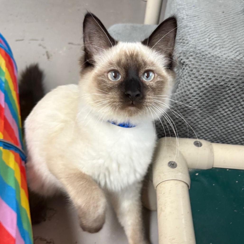 Enlarge Java, a Adoptable Siamese in Laredo, TX image 2/5