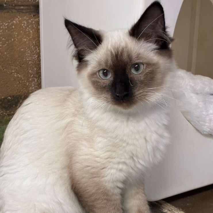 Enlarge Java, a Adoptable Siamese in Laredo, TX image 3/5