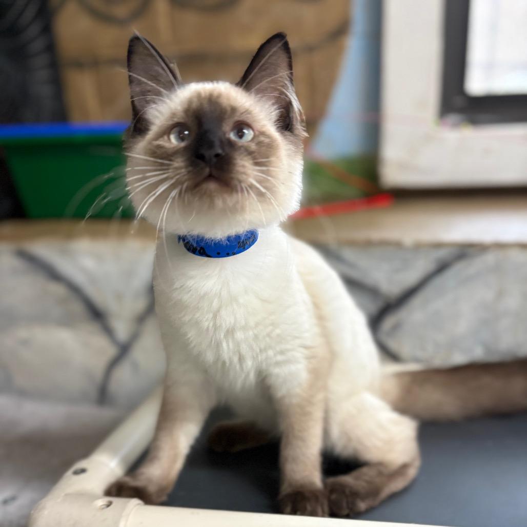 Enlarge Java, a Adoptable Siamese in Laredo, TX image 4/5